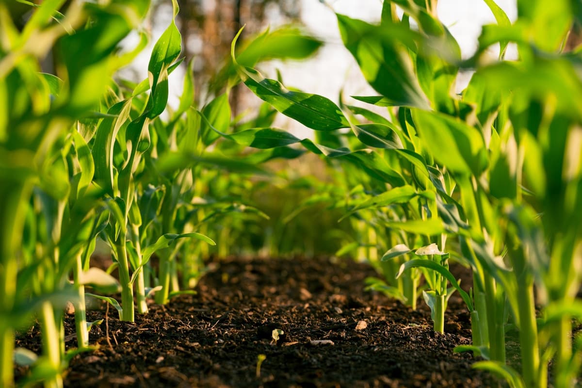 Agriculture & Food