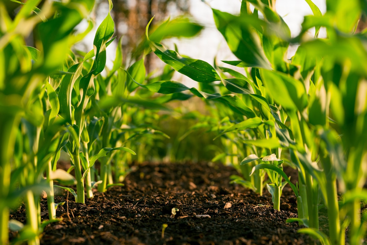 Agriculture & Food